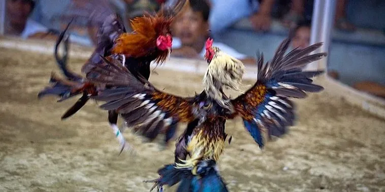 Bí Quyết Chơi Đá Gà 3D Tại Gem88 Từ Chuyên Gia Cá Cược